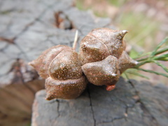 Callitris rhomboidea