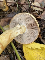 Cortinarius triumphans