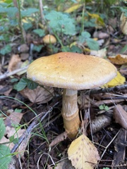 Cortinarius triumphans