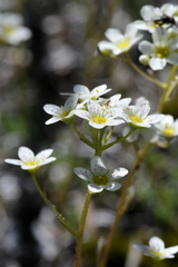 Saxifraga paniculata