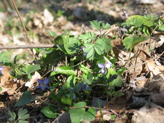 Viola suavis