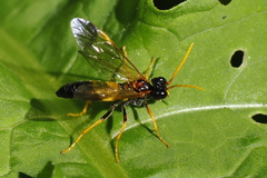 Tenthredo campestris