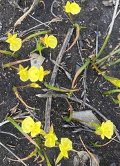 Philydrella pygmaea pygmaea