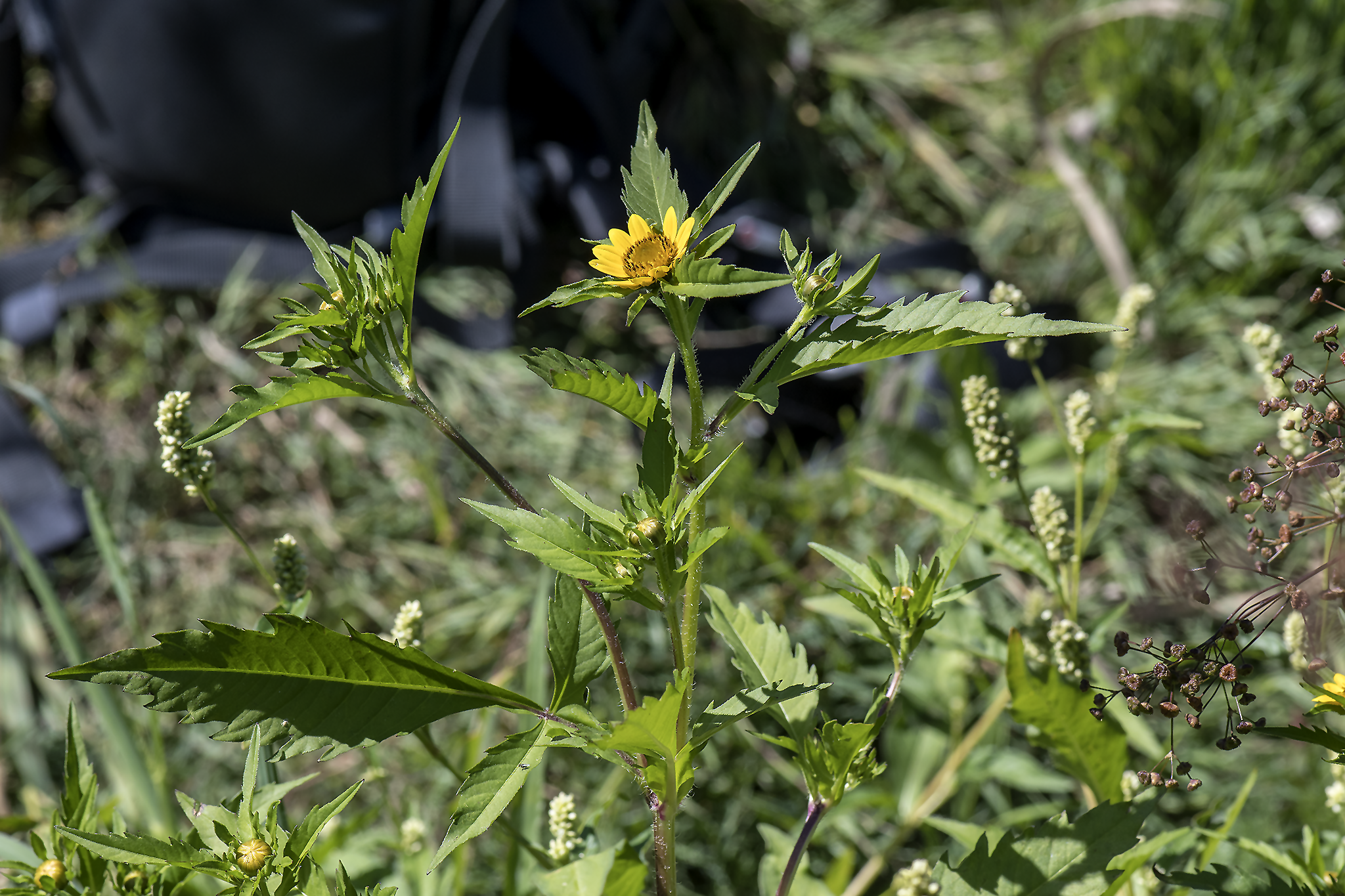 Image of Bidens amplissima by (c) David Badke, some rights reserved (CC BY-SA)