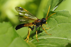 Tenthredo campestris