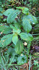 Impatiens parviflora