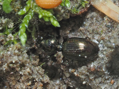 Dyschirius