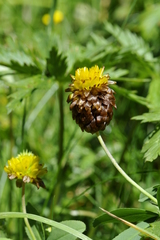 Trifolium badium