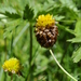 Brown Clover - Photo (c) Nicolas Zwahlen, some rights reserved (CC BY-NC-SA), uploaded by Nicolas Zwahlen