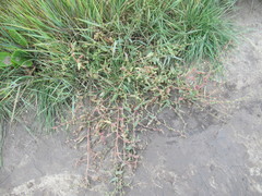 Atriplex fera