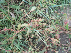 Atriplex fera