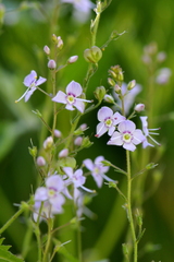 Veronica urticifolia