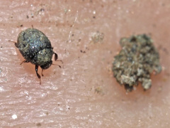 Chaetophora spinosa