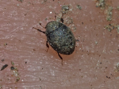 Chaetophora spinosa