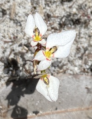 Levenhookia pauciflora
