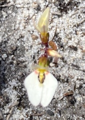 Levenhookia pauciflora