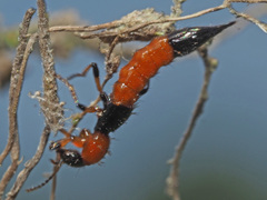 Paederus schoenherri