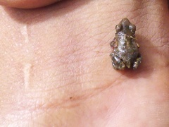 Eleutherodactylus nitidus