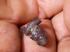 Eleutherodactylus nitidus