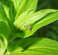 Otites centralis