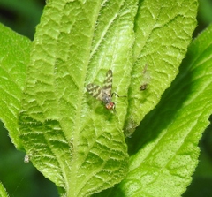 Otites centralis