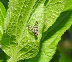 Otites centralis