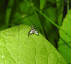 Otites centralis