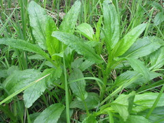 Scrophularia umbrosa