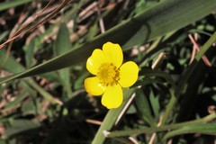 Ranunculus plebeius