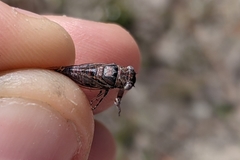 Drymopsalta daemeli