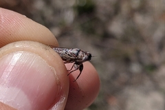 Drymopsalta daemeli