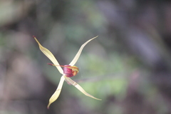 Caladenia leptochila