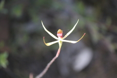 Caladenia leptochila