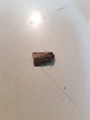 Hypocoena basistriga