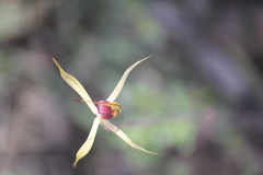 Caladenia leptochila