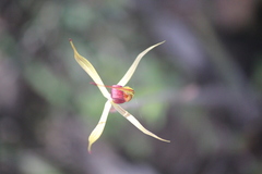 Caladenia leptochila
