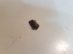 Hypocoena basistriga