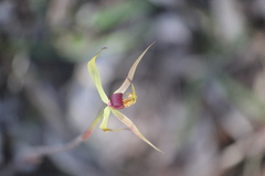 Caladenia leptochila
