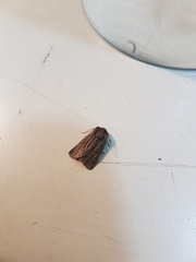 Hypocoena basistriga