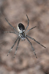 Argiope ocyaloides