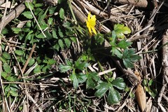 Ranunculus plebeius