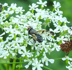 Otitinae