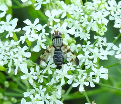 Otitinae