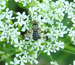 Otitinae
