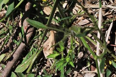 Ranunculus plebeius