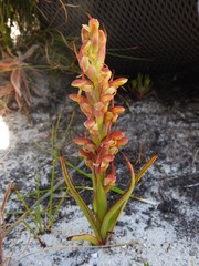 Disa reticulata