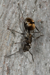 Polyrhachis aurea