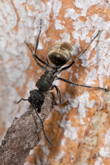 Polyrhachis aurea