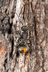 Polyrhachis vermiculosa