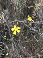 Crocanthemum aldersonii